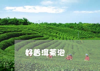 好普洱茶泡開/2023042500042