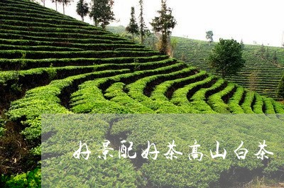 好景配好茶高山白茶/2023071617599