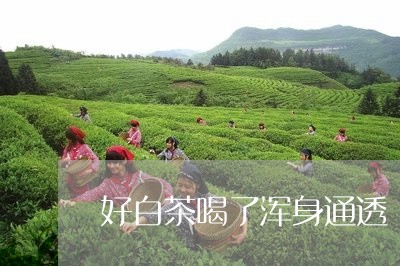 好白茶喝了浑身通透/2023071620593