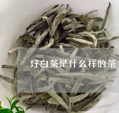 好白茶是什么样的茶/2023121803734