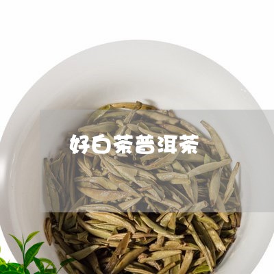 好白茶普洱茶/2023042784853