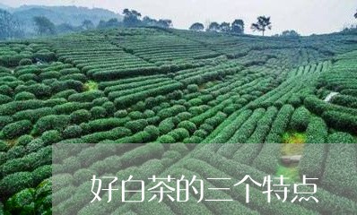 好白茶的三个特点/2023061746159