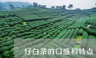 好白茶的口感和特点/2023121822693