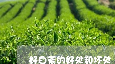 好白茶的好处和坏处/2023121819473