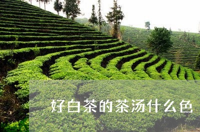 好白茶的茶汤什么色/2023081354728