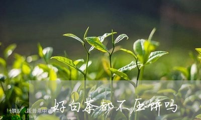 好白茶都不压饼吗/2023061739485