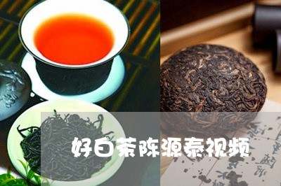 好白茶陈源泰视频/2023061707159