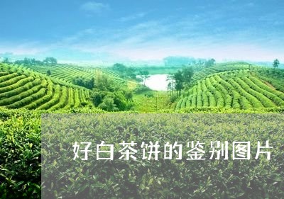 好白茶饼的鉴别图片/2023071608381