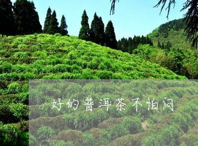 好的普洱茶不怕闷/2023101696158