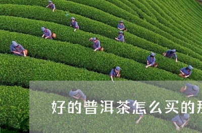 好的普洱茶怎么买的那么便宜/2023082972908