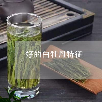 好的白牡丹特征/2023112308615