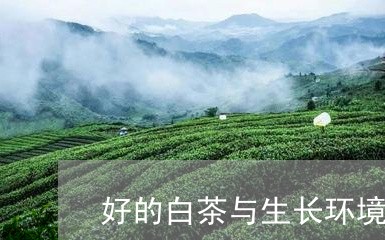 好的白茶与生长环境/2023121887249