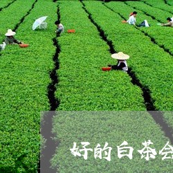 好的白茶会做成茶饼吗吗/2023101637168