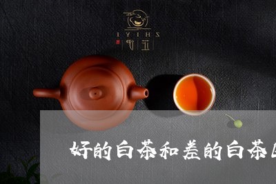 好的白茶和差的白茶区别/2023101676939