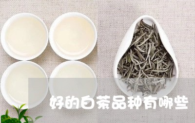 好的白茶品种有哪些/2023071603714