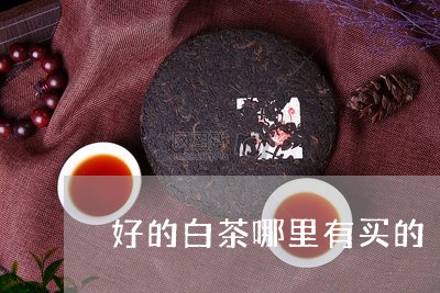 好的白茶哪里有买的/2023081381826