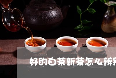 好的白茶新茶怎么辨别/2023111755046