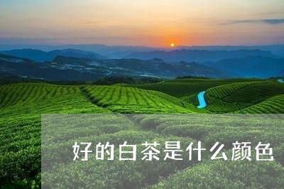 好的白茶是什么颜色/2023071674725