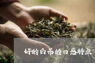 好的白茶的口感特点/2023071609480