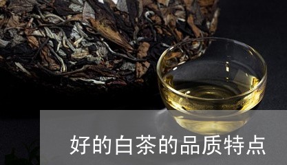 好的白茶的品质特点/2023121878461