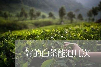 好的白茶能泡几次/2023061751508