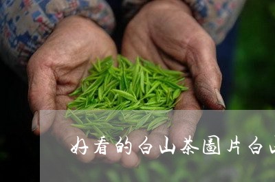 好看的白山茶图片白山茶的图片/2023053130482