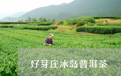 好芽庄冰岛普洱茶/2023081672607