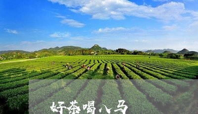 好茶喝八马/2023121986159