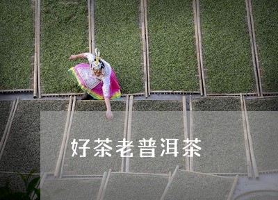 好茶老普洱茶/2023042635465