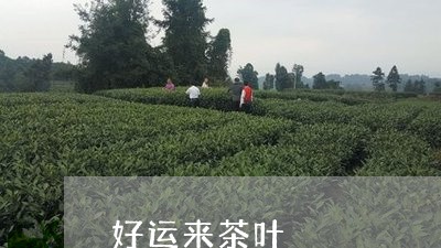 好运来茶叶/2023041898890