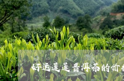 好运莲莲普洱茶的价格/2023092841705