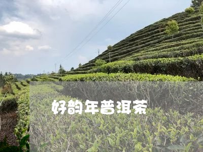 好韵年普洱茶/2023042562212