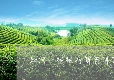 如何一根根拆解普洱茶/2023120635936