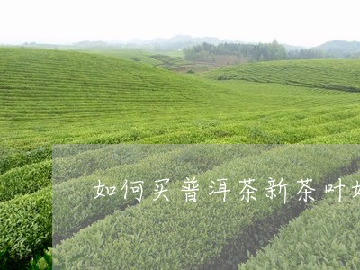 如何买普洱茶新茶叶好卖/2023081665047