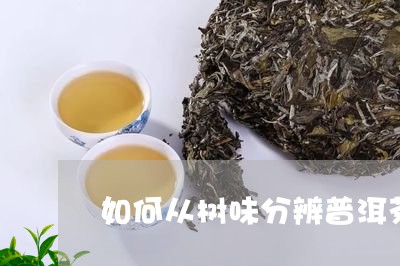 如何从树味分辨普洱茶/2023061818714