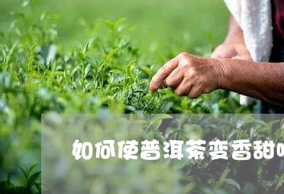 如何使普洱茶变香甜味道/2023121592815