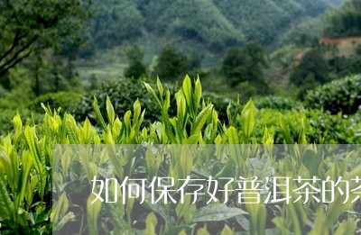 如何保存好普洱茶的茶饼/2023082980503