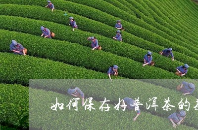 如何保存好普洱茶的茶饼/2023121541514