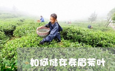 如何储存寿眉茶叶/2023090893047