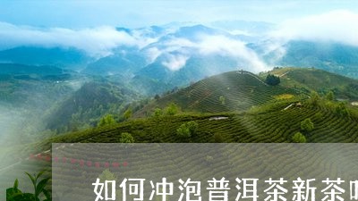 如何冲泡普洱茶新茶叶/2023110569581