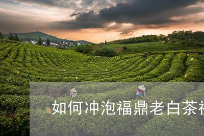 如何冲泡福鼎老白茶视频/2023101601404