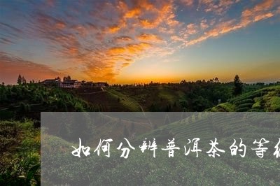 如何分辨普洱茶的等级/2023080267462