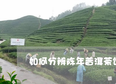 如何分辨陈年普洱茶饼/2023080105061