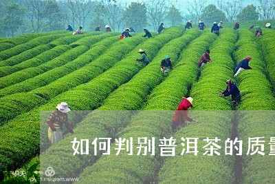 如何判别普洱茶的质量/2023100617582