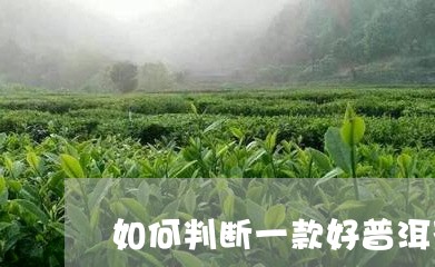 如何判断一款好普洱茶/2023092747282