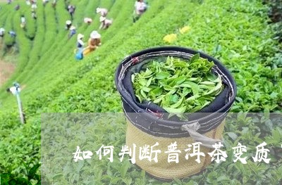 如何判断普洱茶变质了没/2023103115158