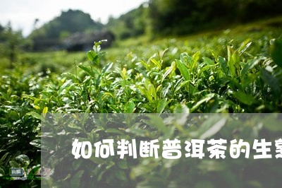 如何判断普洱茶的生熟/2023100636480