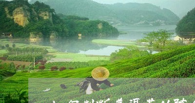 如何判断普洱茶的陈化/2023080266151