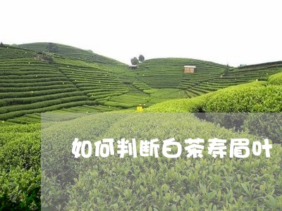 如何判断白茶寿眉叶/2023091368380