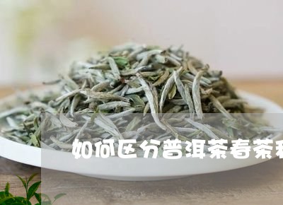 如何区分普洱茶春茶秋茶/2023120732039